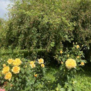 Peenraroos Sunny Sky