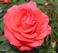 Peenraroos Super Star