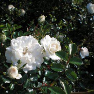 Pinnakatteroos Swany