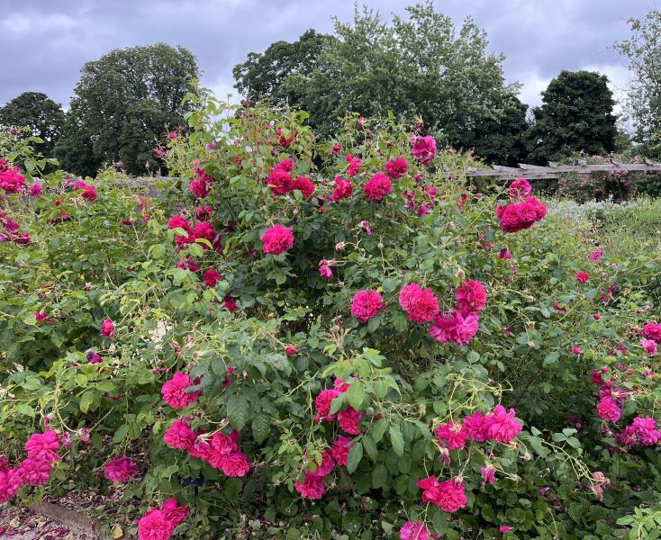 Põõsasroos Thomas ´a Becket, S - Image 2