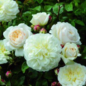 Põõsasroos Tranquillity