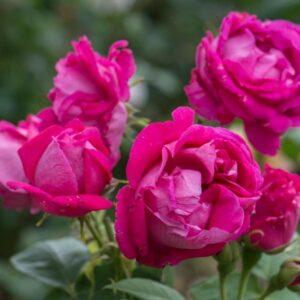 Pargiroos Ulrich Brunner Fils