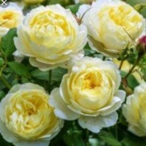 Roosipuu Vanessa Bell