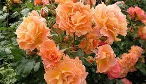 Põõsasroos Westerland