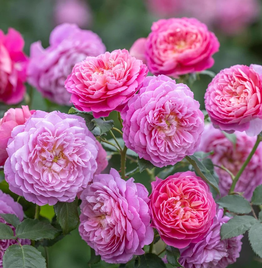 Põõsasroos EMMA BRIDGEWATER