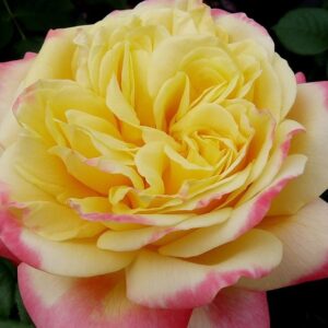 Peenraroos Kordes Jubilee