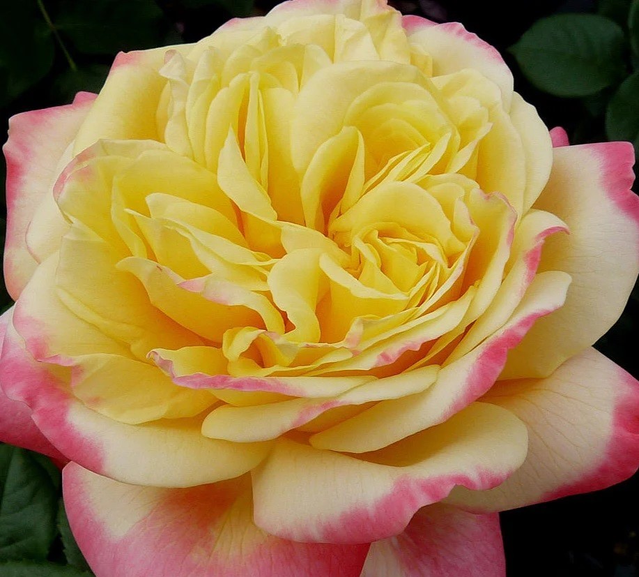 Peenraroos Kordes Jubilee