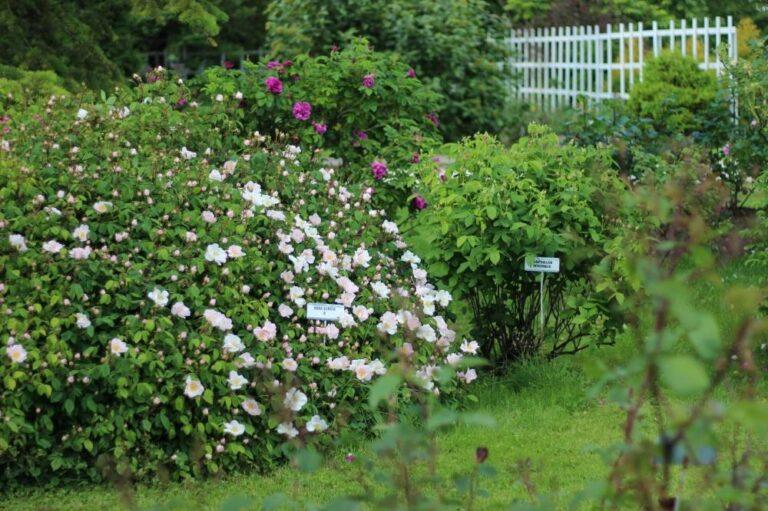 pargiroos rosa sancta