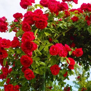 Roniroos Pauls Scarlet