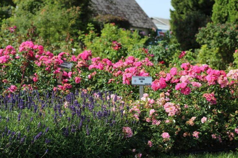 pinnakatteroos satina