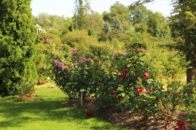 põltsamaa roosiaed robustade peenar