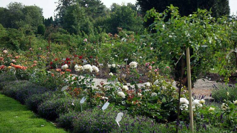 põltsamaa roosiaed valged roosid