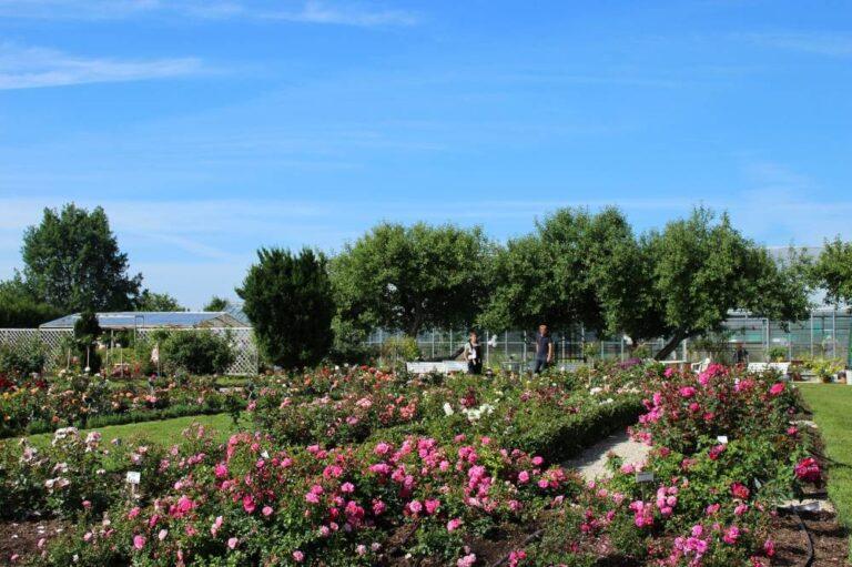 põltsamaa roosiaia aed