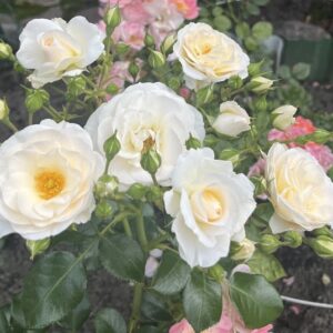 Peenraroos SIRIUS / MARTHIN LUTHER ROSE F ADR