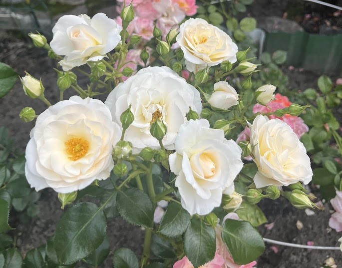 Peenraroos SIRIUS / MARTHIN LUTHER ROSE F ADR