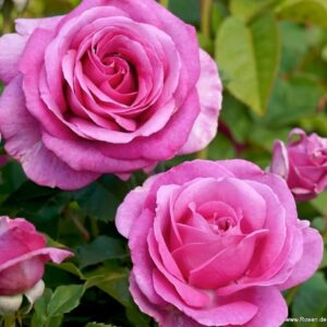 Peenraroos Carmen Würth