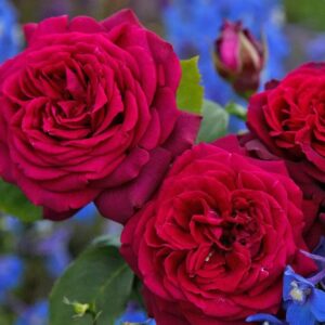 Peenraroos Gräfin Diana