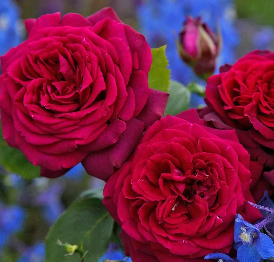 Peenraroos Gräfin Diana