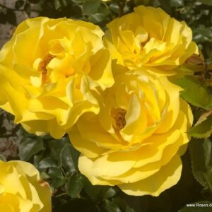 Peenraroos Here Comes the Sun, F Kordes 2024