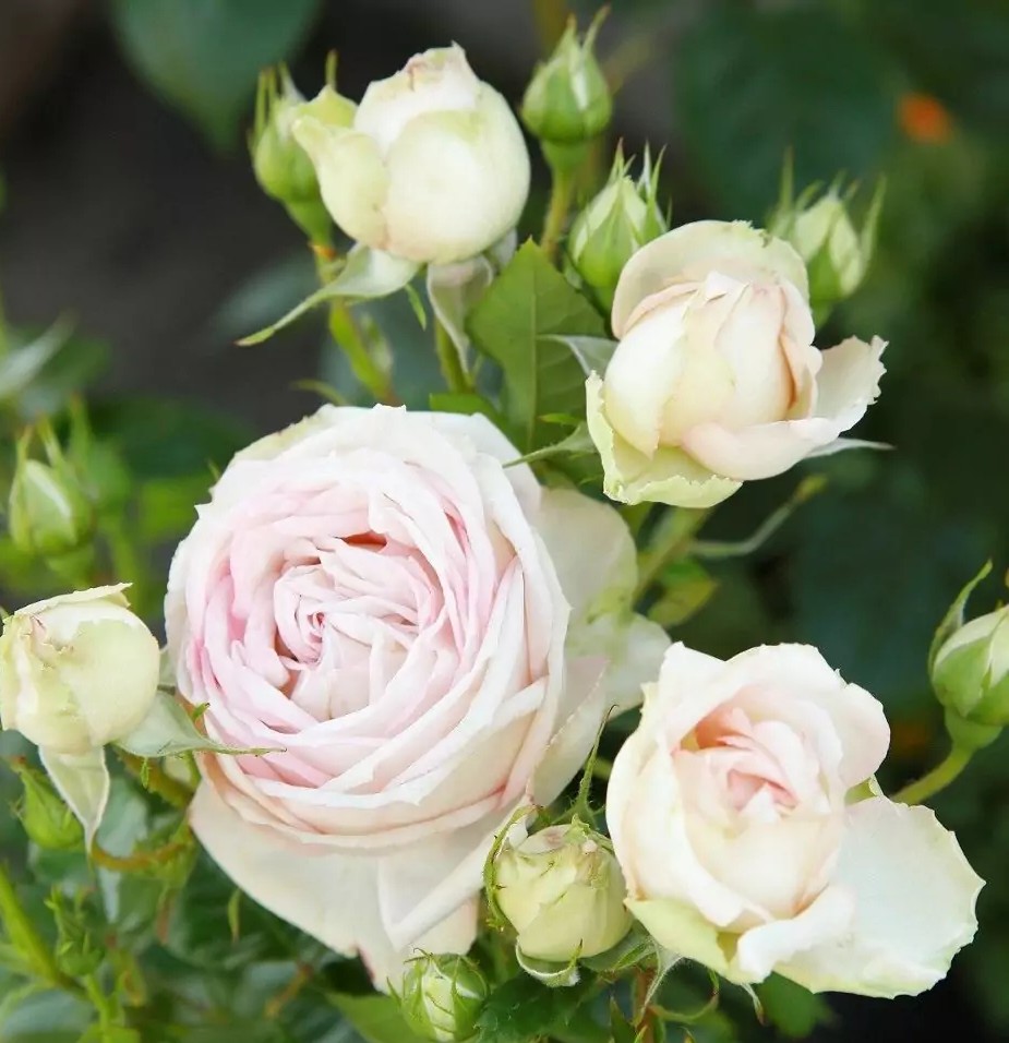 Peenraroos Madame Anistetti