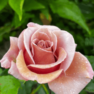 peenraroos Koko Loko