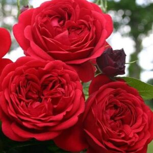 Peenraroos Rotkäppchen