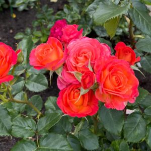 Peenraroos Vulcano HT/F Kordes 2019 ADR