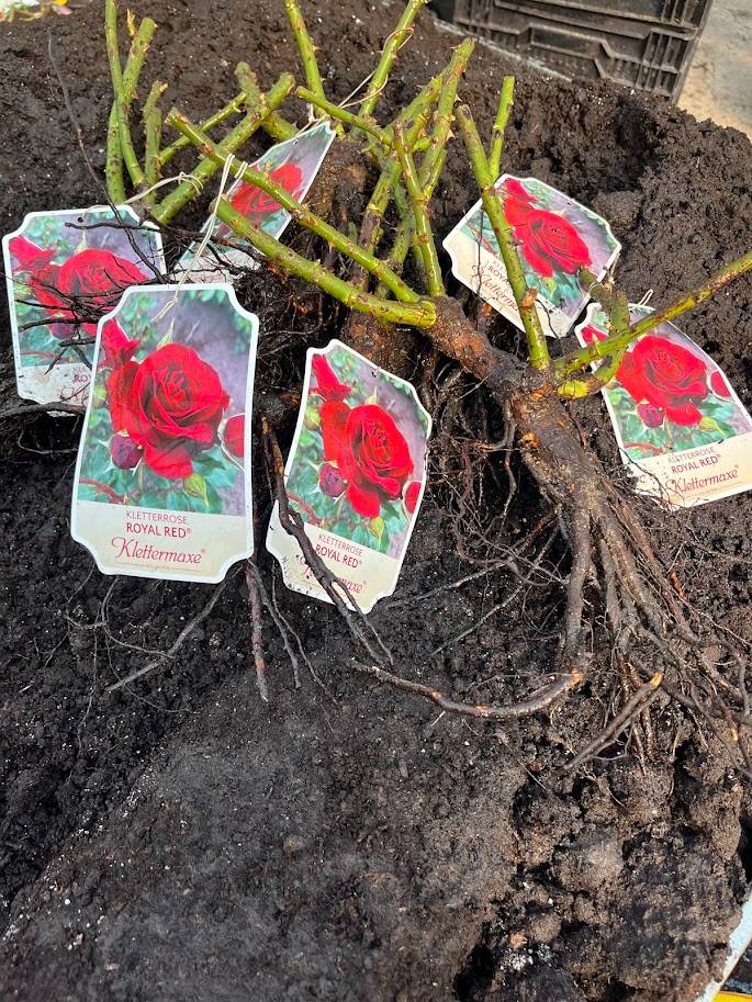 Roniroos Royal Red