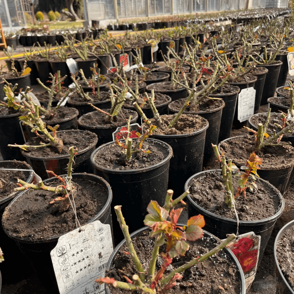 müügimaja roosiistikud