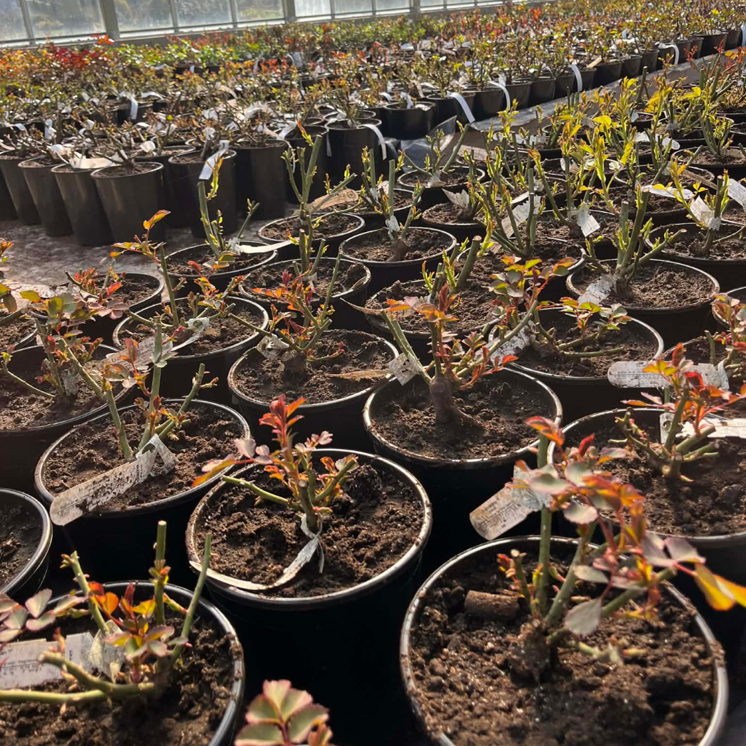 tellitud rooside väljastamine